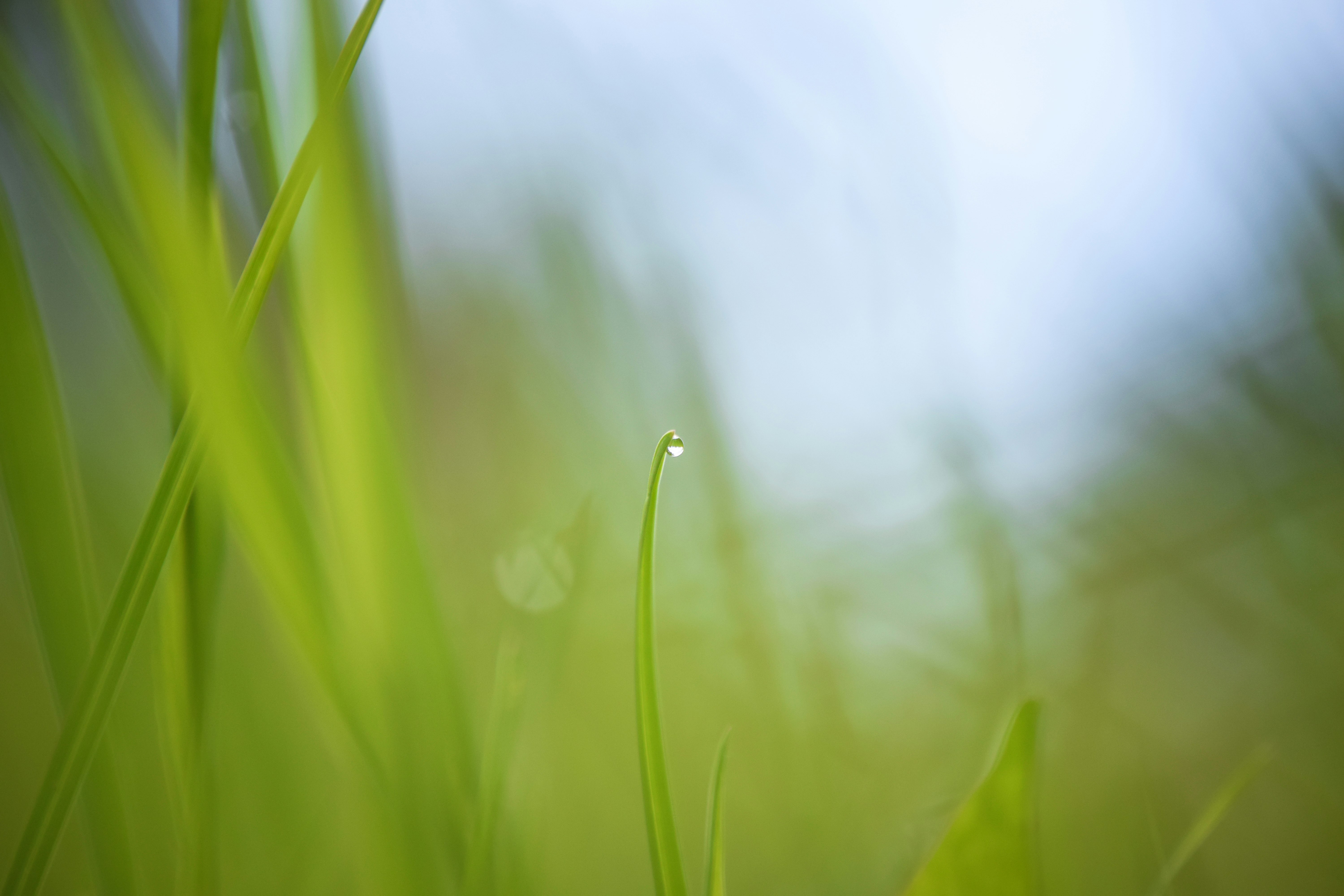 water dew on green grass